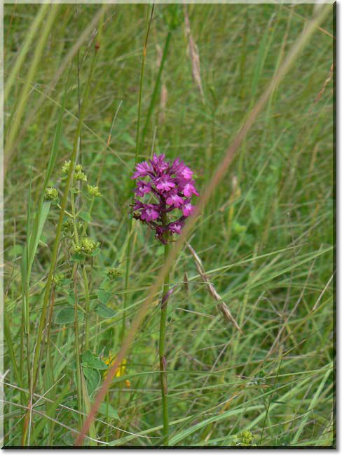 2012-06-24-BALADE-STE GENEVIEVE015.jpg